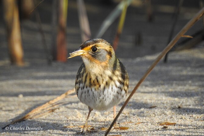 Charleston Bird Watching Tour - Reviews
