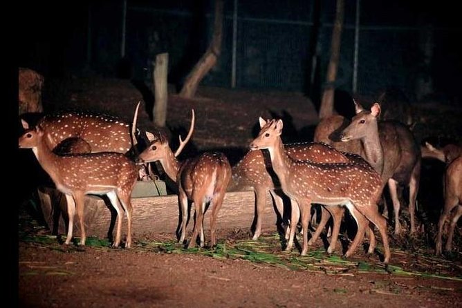 Chiang Mai Night Safari Tour Including Transfer (Minimum 2 Pax) - Reviews