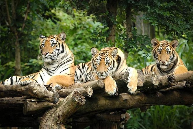 Chiang Mai Night Safari With Hotel Pickup - Price and Booking Details