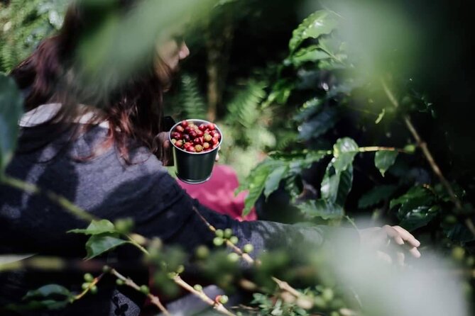 Chiangmai Coffee Farm Tour - Terms & Conditions