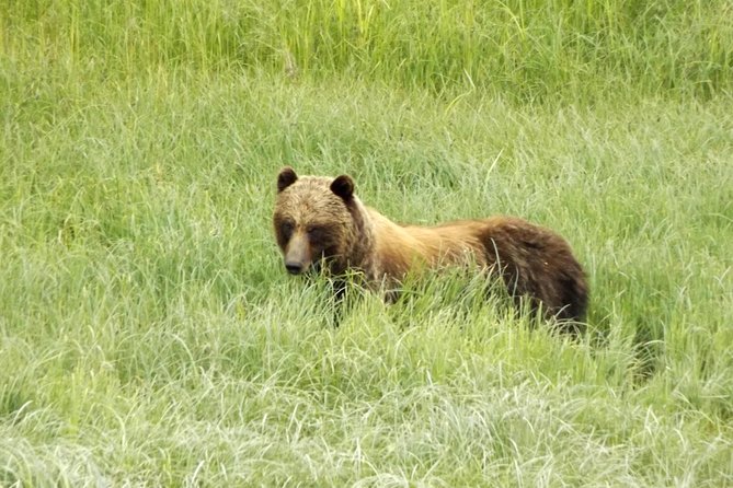 Chichagof Island Tour: Brown Bear Search - Traveler Photos and Reviews of the Tour