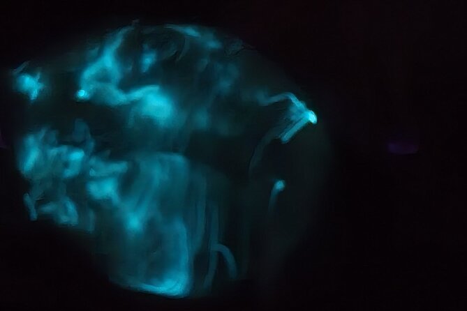 Clear Kayak Florida Bioluminescence Tour Beacon 42 (Titusville) - Customer Reviews and Feedback