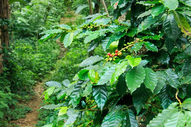 Coffee Plantation Experience - Traveler Photos and Experiences