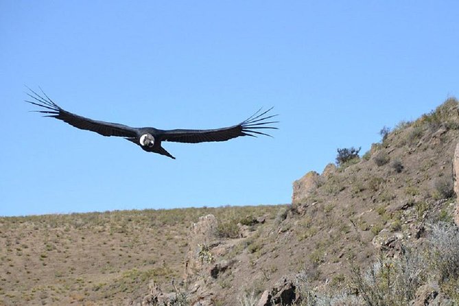 Colca Canyon: 2 Day Tour From Arequipa - Common Questions