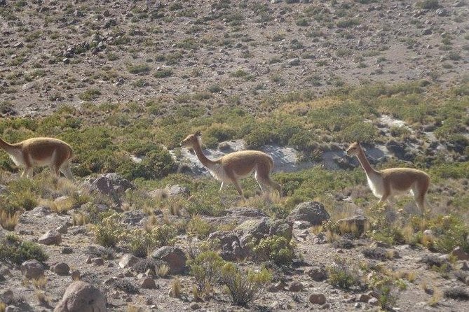 Colca Canyon Sightseeing Tour 2D1N and Transfer to Puno - Day 2: Colca Canyon and Andean Condors
