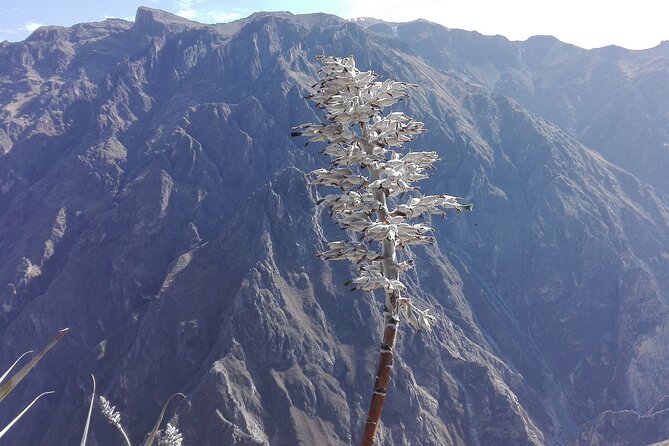 Colca Trek - 2 Days Tour - Terms & Conditions