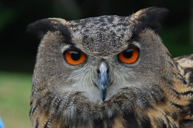 Colorado Springs Hands-On Falconry Class and Demonstration - Common Questions