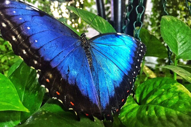 Combo(Save 30%): Dubai Miracle Garden Butterfly Garden Ticket - Cancellation Policy