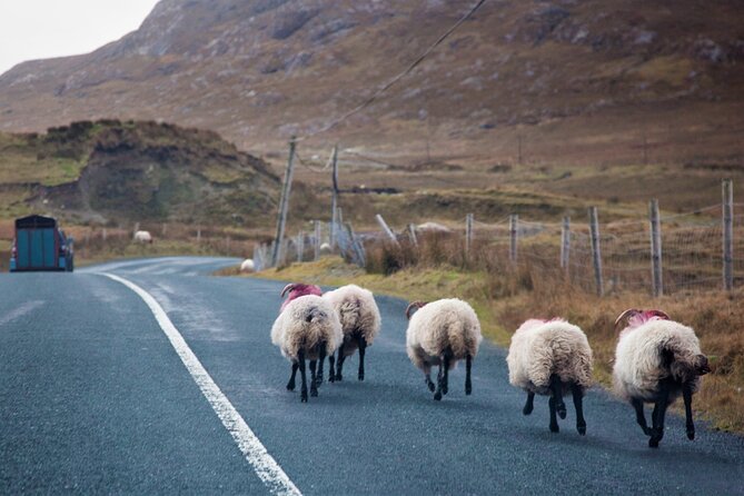 Connemara & Mayo Pub Tour From Westport. Mayo. Private Guide. Full Day. - Additional Important Information