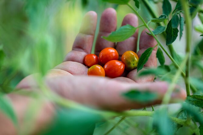 Corfu Organic Olive Oil Tasting at Family Farm - Discover the History and Culture of Olive Oil in Corfu