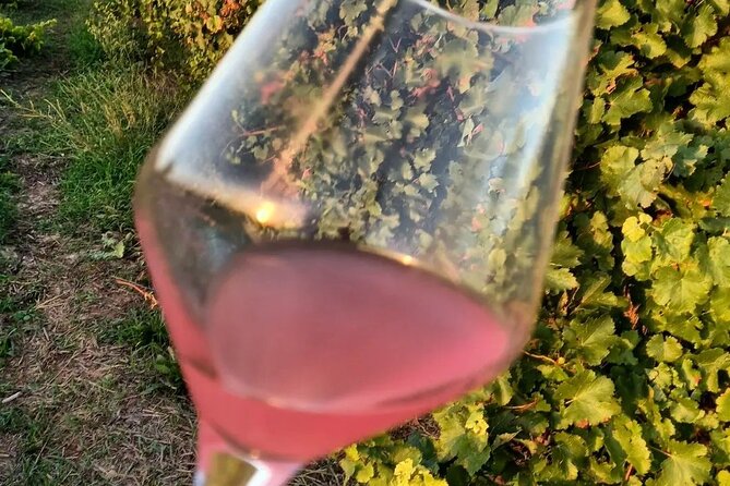 Corinth Winery Tour and Organic Fine Wine Tastings - Greek Wine and Terroir