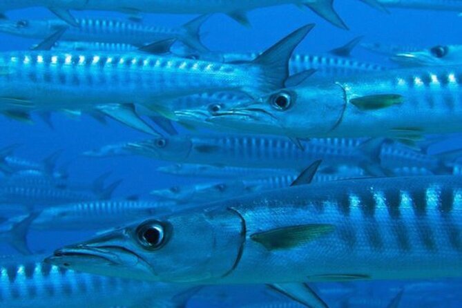 Costa Maya Discover Scuba Diving in Mahahual - Cancellation Policy for Discover Scuba Diving