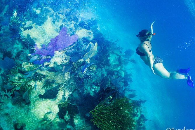 Costa Maya Shallow Reef Snorkeling Tour - Challenges and Solutions