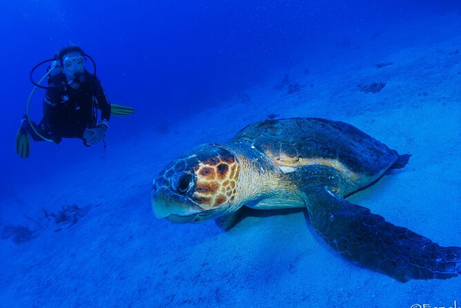 Costa Maya Two-Tank Dive For Certified Divers - Negative Reviews