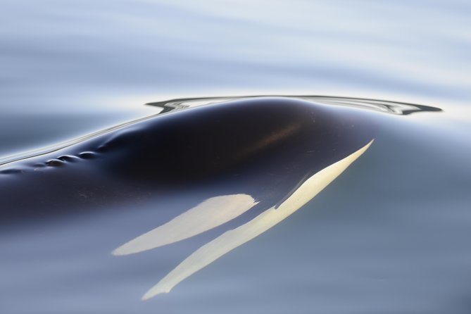 Cowichan Bay Half Day Whale & Wildlife Adventure - Reviews and Testimonials