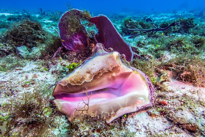 Cozumel 3-Hour Certified Scuba Diving Tour With Two Tanks - The Sum Up