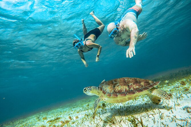 Cozumel Snorkeling in Turtle and Starfish Sanctuary - Common Questions