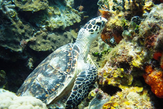 Cozumel Snorkeling Tour: Palancar, Columbia and Cielo Reefs - Pricing and Value