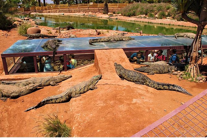 Crocoparc Tour in Agadir - Questions and Inquiries About the Tour