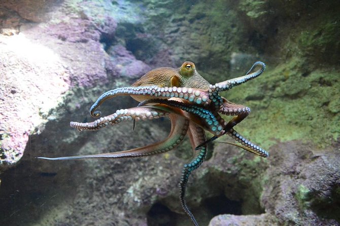 Crystal Caves, Aquarium, City of Hamilton and Ferry - Reviews and Feedback