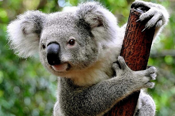 Cuddle a Koala and Historic Hahndorf Tour - Common Questions