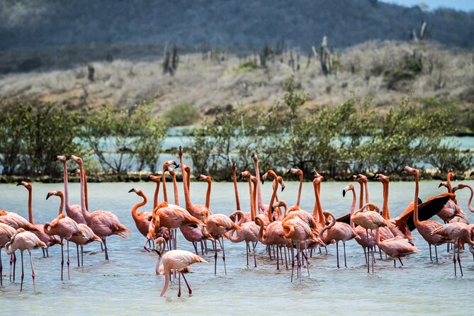 Curacao City Highlights 4-Hour Tour - Traveler Photos