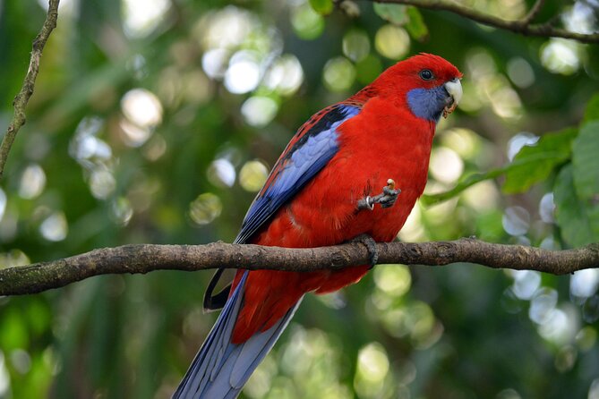 Dandenong Ranges Private Day Tour - Common Questions