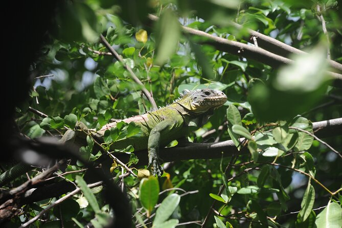 Day Cruise to Josephines Bath  - Martinique - Additional Information and Safety Measures