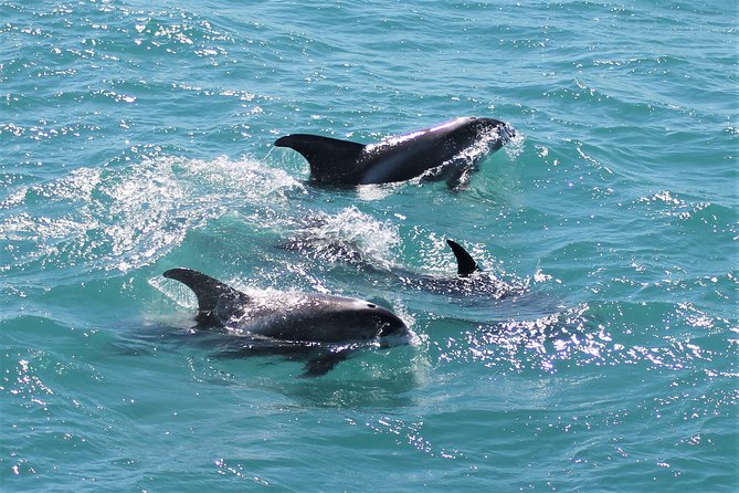 Deluxe Whale Watching and Whales of Iceland Exhibition Combo From Reykjavik - Enjoyment of Iceland and Invitation to Return