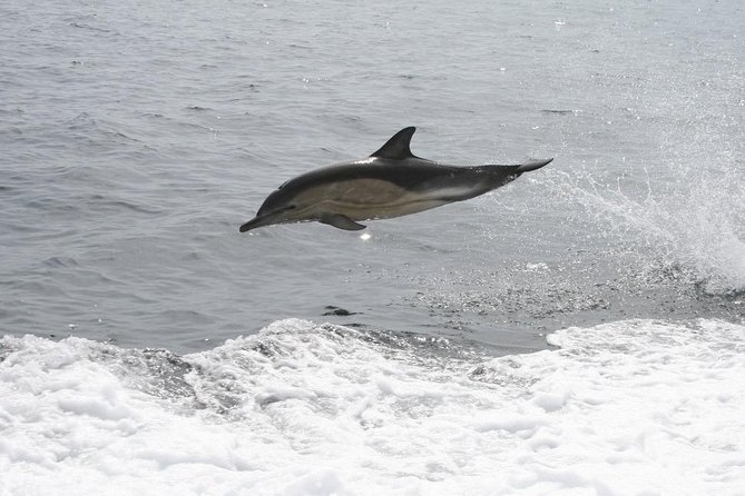 Dingle Boat Tours Wildlife RIB Adventure - Reviews and Customer Satisfaction