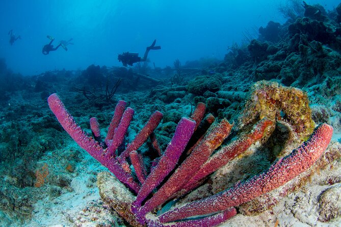 Discover Scuba Dive - Reviews and Ratings