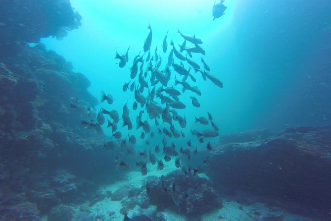 Discover Scuba Diving - Exploring Marine Life