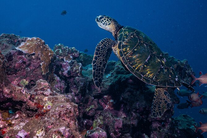 Discover Scuba Diving Class - Lahaina - Starting Price and Lowest Price Guarantee