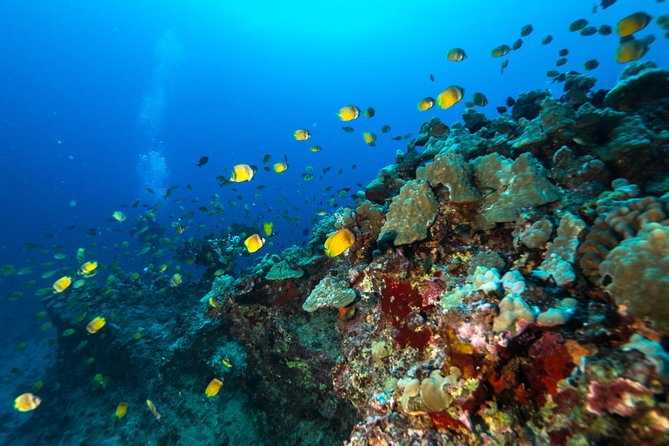 DISCOVER Scuba Diving Experience in Honolulu - Overall Satisfaction