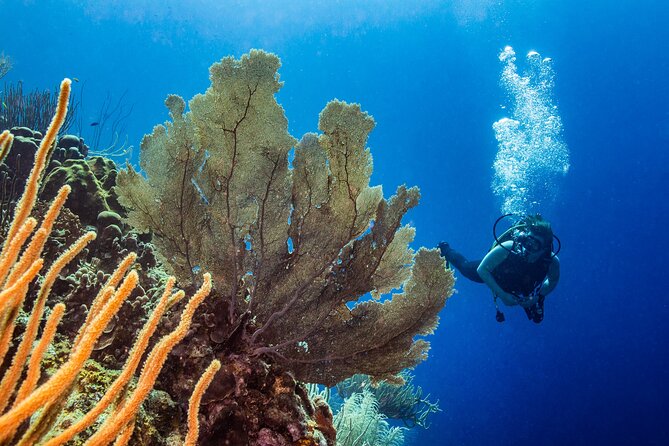 Discover Scuba Diving Experience - Booking Information
