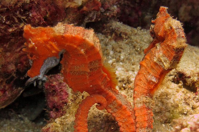 Discover Scuba Diving for Beginners With MANTA in Cabo San Lucas - Customer Reviews and Recommendations