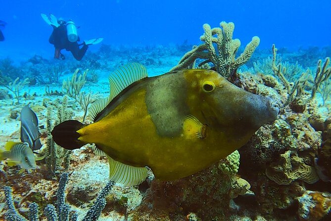 Discover Scuba Diving in Cozumel - Additional Information and Cancellation Policy