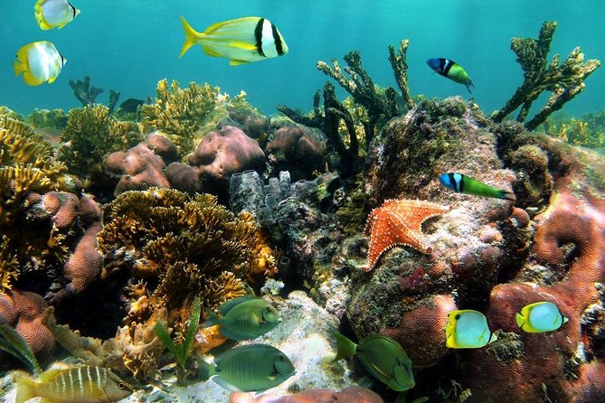 Discover Snorkeling Tour Mangel Halto & Baby Beach - Tour Details