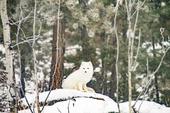 Discover Whitehorse With Northern Lights and Yukon Wildlife Tour - Tour Inclusions