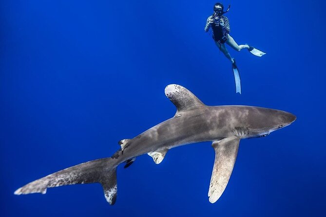 Dive With the Sharks, Moorea and Tahiti - Common Questions