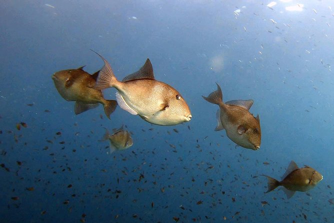 Diving Baptism in the Marine Reserve of Cabo Tiñoso - Common Questions