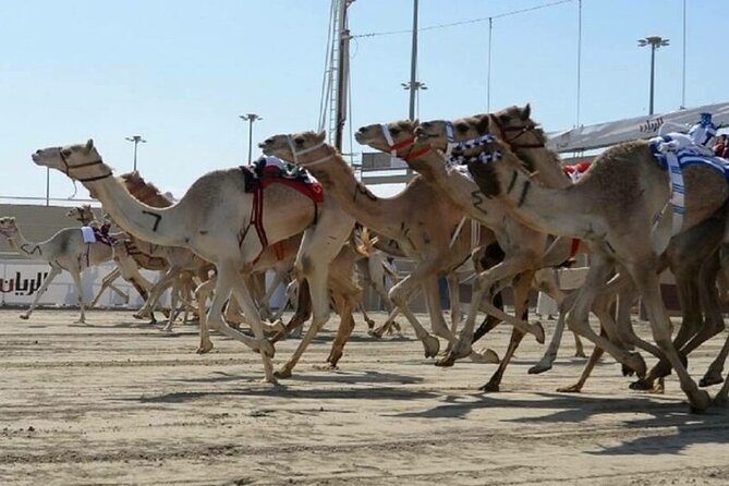 Doha Qatar Camel Race Track Visit West Coast Natural Attractions - Reviews and Ratings