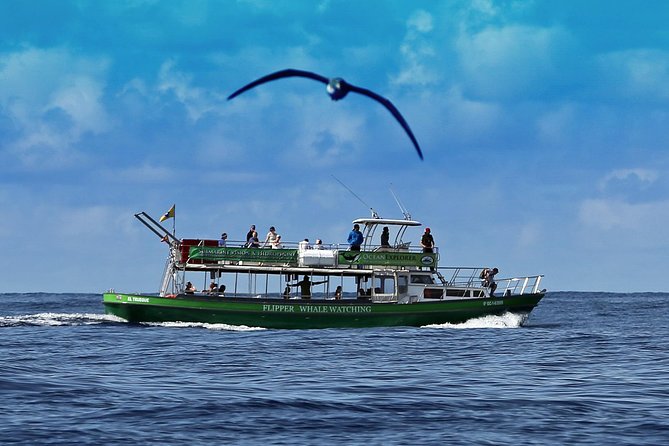 Dolphin and Whale Watching by Flipper in La Palma - The Sum Up