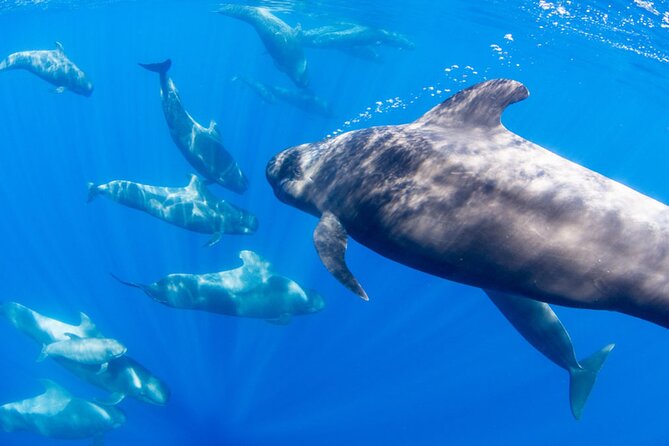 Dolphin and Whale Watching in La Restinga - Common Questions