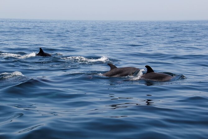 Dolphin and Whale Watching in Lagos