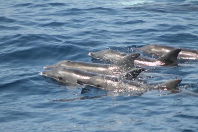 Dolphin and Whales Watching Cruise From Puerto Rico De Gran Canaria - Tips and Recommendations