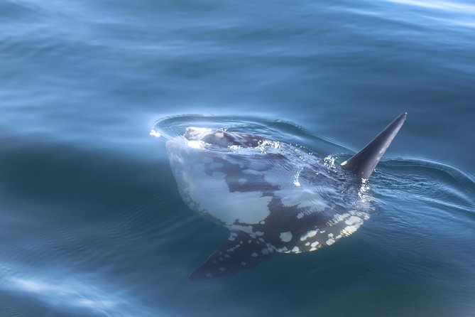 Dolphin Watching 2 Islands Tour - From Faro - Common Questions