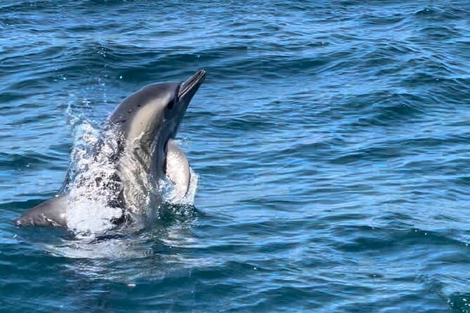 Dolphin Watching and Boat Tour in Sesimbra - Common Questions