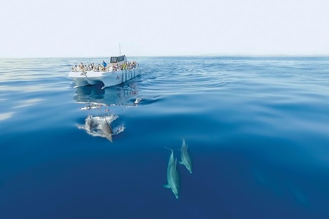 Dolphin Watching and Cave Boat Cruise From Albufeira - Common Questions