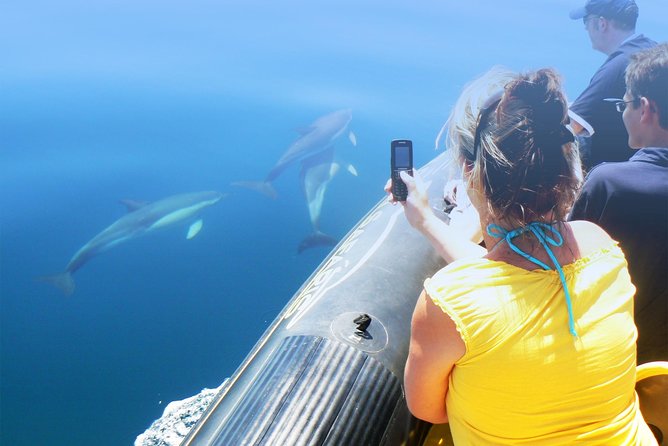 Dolphin Watching and Cave Tour From Vilamoura - Booking Information and Additional Details